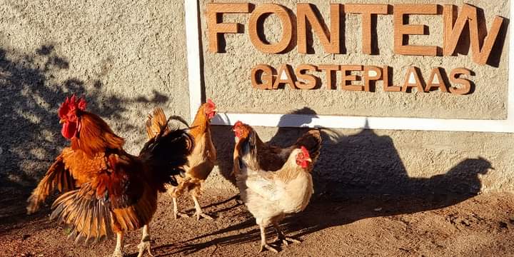 Fontein Guest Farm,