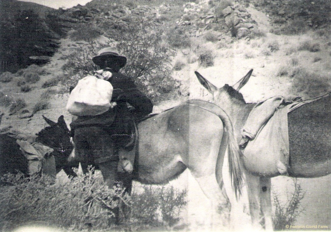 Donkey transport