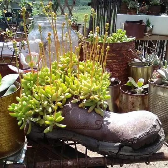 Shoe